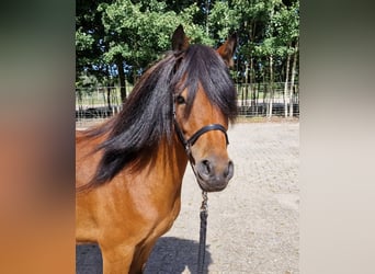 Dartmoor Mix, Stute, 3 Jahre, 120 cm, Brauner