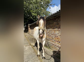Dartmoor Mix, Stute, 5 Jahre, 147 cm, Schecke