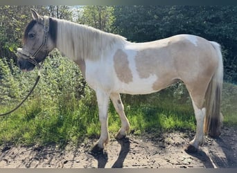 Dartmoor Mix, Stute, 5 Jahre, 147 cm, Schecke