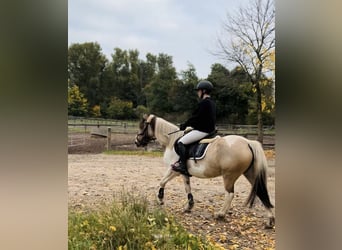 Dartmoor Mix, Stute, 5 Jahre, 147 cm, Schecke