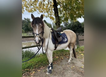 Dartmoor Mix, Stute, 5 Jahre, 147 cm, Schecke