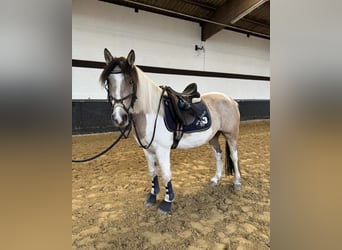 Dartmoor Mix, Stute, 6 Jahre, 147 cm, Schecke