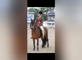 Dartmoor, Stute, 9 Jahre, 113 cm, Rotbrauner