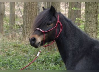 Dartmoor, Stute, 9 Jahre, 123 cm, Dunkelbrauner