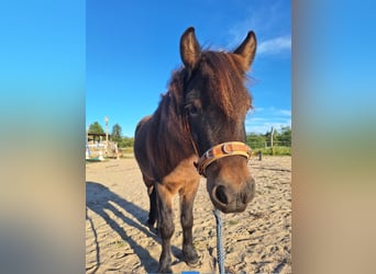 Dartmoor Mix, Wallach, 10 Jahre, 117 cm, Dunkelbrauner