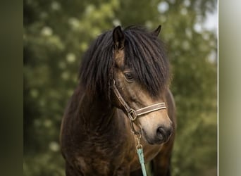 Dartmoor Mix, Wallach, 15 Jahre, 130 cm, Buckskin