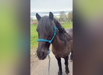 Dartmoor, Wallach, 16 Jahre, 122 cm, Rappe