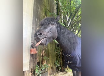 Dartmoor, Wallach, 16 Jahre, 123 cm