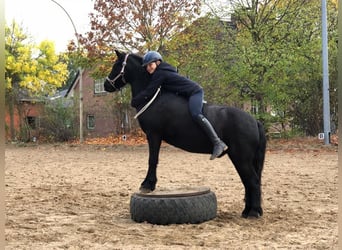 Dartmoor, Wallach, 16 Jahre, 125 cm, Rappe Dartmoor, Wallach, 16 Jahre, 125 cm, Rappe