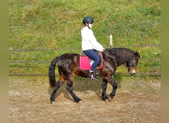Dartmoor, Wallach, 16 Jahre, 135 cm, Dunkelbrauner