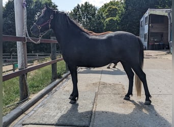 Dartmoor, Wallach, 3 Jahre, 132 cm, Rappschimmel