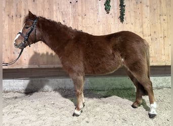 Dartmoor Mix, Wallach, 4 Jahre, 118 cm, Fuchs