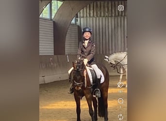 Dartmoor, Wallach, 5 Jahre, 130 cm, Dunkelbrauner