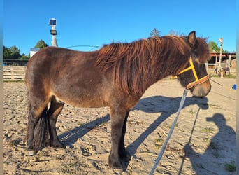 Dartmoor Mix, Wallach, 9 Jahre, 118 cm, Brauner