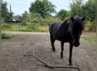 Dartmoor, Wallach, 9 Jahre, 123 cm, Schwarzbrauner