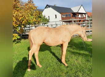 Quarter horse américain, Étalon, 1 Année, 150 cm, Palomino, in Harth-Pöllnitz,