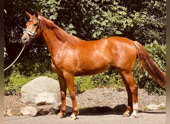 Gelding 3 years