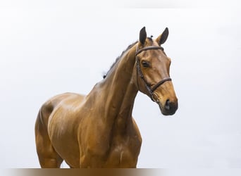 Tennessee walking horse, Gelding, 5 years, 16.2 hh, Brown, in Waddinxveen,