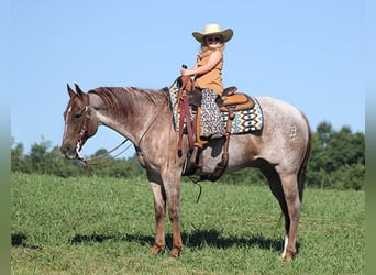 Quarter horse américain, Hongre, 15 Ans, Rouan Rouge, in Mount Vernon Ky,