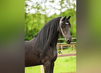 Friesian horses, Mare, 15 years, 16 hh, in Drachten,