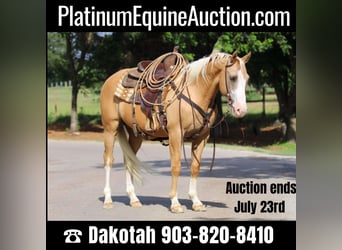 American Quarter Horse, Gelding, 11 years, 15 hh, Palomino, in Cleburne TX,