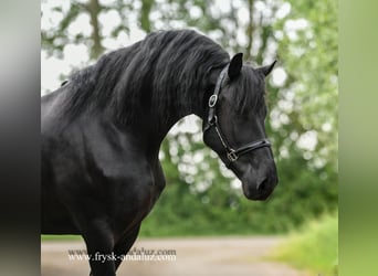 Frieserhästar, Hingst, 4 år, 163 cm, Svart, in Mijnsheerenland,