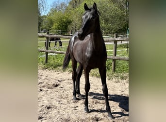 Trakehner, Merrie, 1 Jaar, 168 cm, Zwart, in SelkSelk