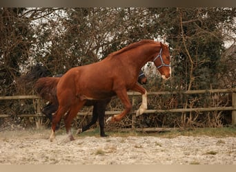 Koń hanowerski, Wałach, 3 lat, 170 cm, Kasztanowata, in Moers,