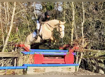 Irish Sport Horse, Mare, 4 years, 16,3 hh, Palomino, in Mountrath