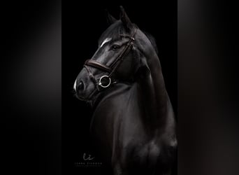 Gelding 8 years