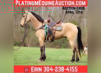 Tennessee Walking Horse, Wallach, 7 Jahre, 152 cm, Buckskin, in Flemingsburg KY