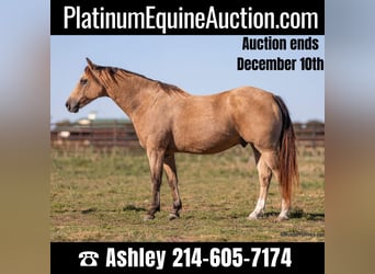 American Quarter Horse, Ruin, 15 Jaar, 142 cm, Buckskin, in Weatherford, TX,