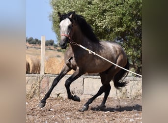 Andalusian, Stallion, 3 years, 15.3 hh, Buckskin, in Mallorca,