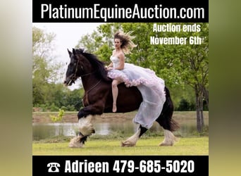 American Quarter Horse, Gelding, 12 years, 16.2 hh, Black, in canton TX,