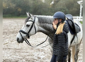 Irish Thoroughbred, Gelding, 8 years, 16,1 hh, Grey, in Verden (Aller)