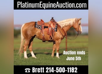American Quarter Horse, Gelding, 10 years, 15 hh, Palomino, in Grand Saline TX,