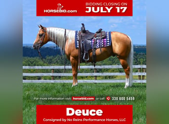 Quarter horse américain, Hongre, 6 Ans, 150 cm, Palomino, in Fredericksburg, OH,