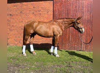 German Sport Horse, Gelding, 10 years, 17.2 hh, Chestnut-Red, in Gütersloh,