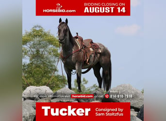 Quarter horse américain, Hongre, 13 Ans, 152 cm, Rouan Bleu, in Rebersburg, PA,
