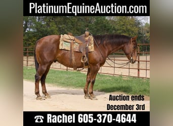 American Quarter Horse, Gelding, 13 years, 15.1 hh, Chestnut, in Rusk Tx,