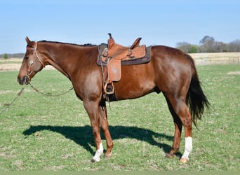 American Quarter Horse, Wallach, 11 Jahre, 163 cm, Rotfuchs, in Neosho,