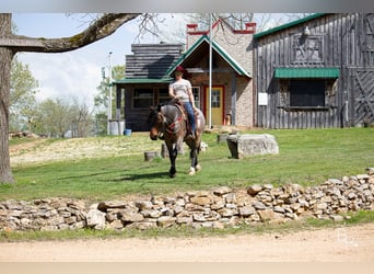 Quarter horse américain, Hongre, 6 Ans, Roan-Bay, in Mt grove MO,