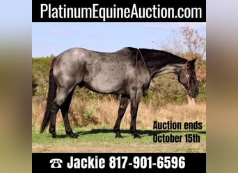 American Quarter Horse, Wallach, 11 Jahre, 163 cm, Roan-Blue, in WEATHERFORD, TX,