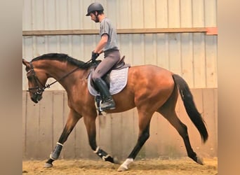 Gelding 4 years