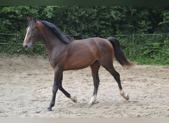 Selle Français, Hongre, 4 Ans, Bai, in Thereval, Basse-Normandie,