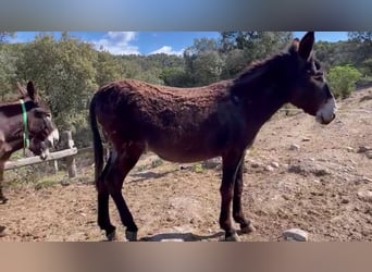 Donkey, Mare, 4 years, 14 hh, Black, in BERGA, BARCELONA,