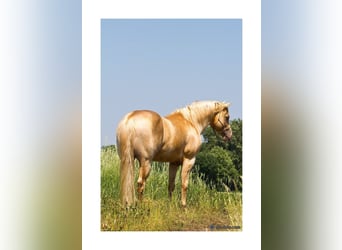 American Quarter Horse, Hengst, 14 Jaar, 152 cm, Champagne
