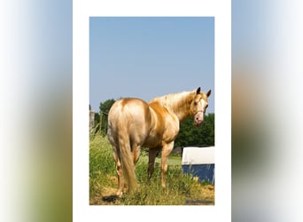 American Quarter Horse, Hengst, 14 Jaar, 152 cm, Champagne