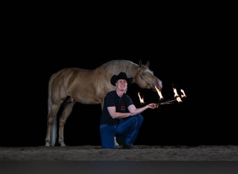 American Quarter Horse, Ogier, 14 lat, 152 cm, Szampańska