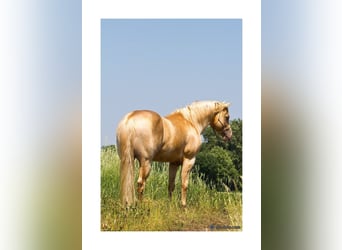 American Quarter Horse, Stallion, 15 years, 14,3 hh, Champagne